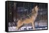 Gray Wolf Howling-DLILLC-Framed Stretched Canvas