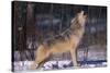 Gray Wolf Howling-DLILLC-Stretched Canvas