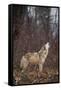 Gray Wolf Howling-DLILLC-Framed Stretched Canvas