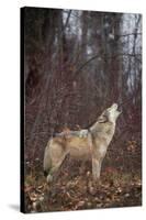 Gray Wolf Howling-DLILLC-Stretched Canvas