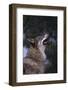 Gray Wolf Howling-DLILLC-Framed Photographic Print