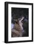 Gray Wolf Howling-DLILLC-Framed Photographic Print