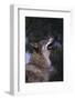 Gray Wolf Howling-DLILLC-Framed Photographic Print