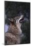 Gray Wolf Howling-DLILLC-Mounted Photographic Print