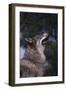 Gray Wolf Howling-DLILLC-Framed Photographic Print