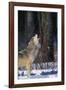 Gray Wolf Howling-DLILLC-Framed Photographic Print