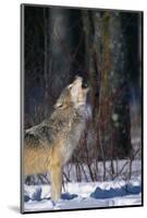 Gray Wolf Howling-DLILLC-Mounted Photographic Print