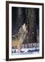 Gray Wolf Howling-DLILLC-Framed Photographic Print