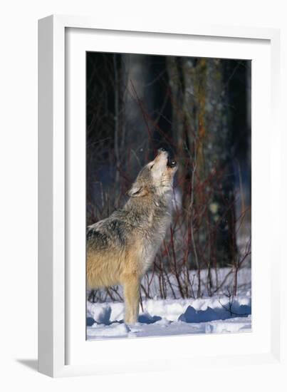 Gray Wolf Howling-DLILLC-Framed Photographic Print