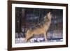 Gray Wolf Howling-DLILLC-Framed Photographic Print