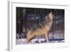 Gray Wolf Howling-DLILLC-Framed Photographic Print