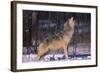 Gray Wolf Howling-DLILLC-Framed Photographic Print