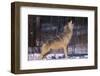 Gray Wolf Howling-DLILLC-Framed Photographic Print