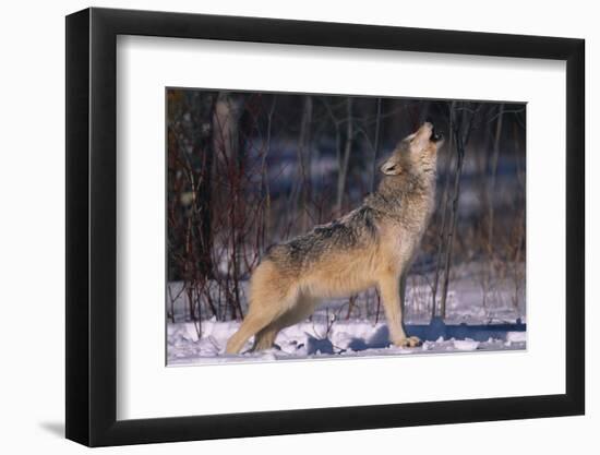 Gray Wolf Howling-DLILLC-Framed Photographic Print