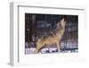 Gray Wolf Howling-DLILLC-Framed Photographic Print