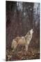 Gray Wolf Howling-DLILLC-Mounted Photographic Print