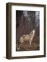 Gray Wolf Howling-DLILLC-Framed Photographic Print