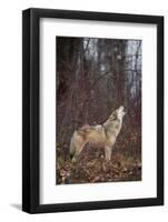 Gray Wolf Howling-DLILLC-Framed Photographic Print