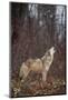 Gray Wolf Howling-DLILLC-Mounted Photographic Print