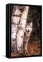 Gray Wolf in a Forest-John Alves-Framed Stretched Canvas