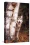 Gray Wolf in a Forest-John Alves-Stretched Canvas