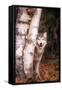 Gray Wolf in a Forest-John Alves-Framed Stretched Canvas