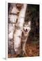 Gray Wolf in a Forest-John Alves-Framed Photographic Print