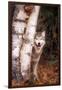 Gray Wolf in a Forest-John Alves-Framed Photographic Print