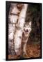 Gray Wolf in a Forest-John Alves-Framed Photographic Print