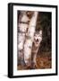 Gray Wolf in a Forest-John Alves-Framed Premium Photographic Print