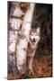 Gray Wolf in a Forest-John Alves-Mounted Premium Photographic Print