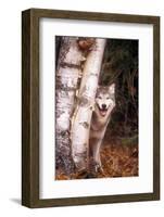 Gray Wolf in a Forest-John Alves-Framed Photographic Print