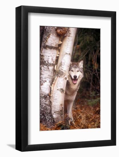 Gray Wolf in a Forest-John Alves-Framed Photographic Print