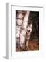 Gray Wolf in a Forest-John Alves-Framed Photographic Print