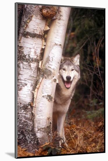 Gray Wolf in a Forest-John Alves-Mounted Photographic Print