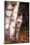 Gray Wolf in a Forest-John Alves-Mounted Photographic Print