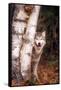 Gray Wolf in a Forest-John Alves-Framed Stretched Canvas