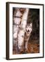 Gray Wolf in a Forest-John Alves-Framed Photographic Print