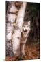 Gray Wolf in a Forest-John Alves-Mounted Photographic Print