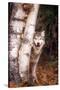 Gray Wolf in a Forest-John Alves-Stretched Canvas