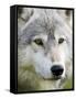 Gray Wolf in Captivity, Sandstone, Minnesota, United States of America, North America-James Hager-Framed Stretched Canvas