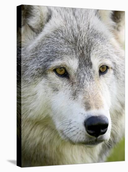 Gray Wolf in Captivity, Sandstone, Minnesota, United States of America, North America-James Hager-Stretched Canvas