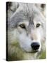 Gray Wolf in Captivity, Sandstone, Minnesota, United States of America, North America-James Hager-Stretched Canvas