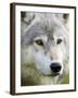 Gray Wolf in Captivity, Sandstone, Minnesota, United States of America, North America-James Hager-Framed Photographic Print