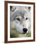 Gray Wolf in Captivity, Sandstone, Minnesota, United States of America, North America-James Hager-Framed Photographic Print