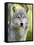 Gray Wolf, in Captivity, Sandstone, Minnesota, USA-James Hager-Framed Stretched Canvas