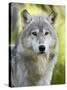 Gray Wolf, in Captivity, Sandstone, Minnesota, USA-James Hager-Stretched Canvas