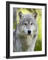 Gray Wolf, in Captivity, Sandstone, Minnesota, USA-James Hager-Framed Photographic Print