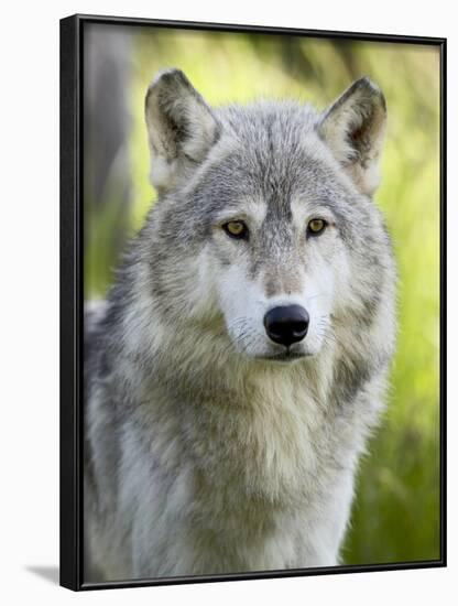 Gray Wolf, in Captivity, Sandstone, Minnesota, USA-James Hager-Framed Photographic Print