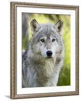 Gray Wolf, in Captivity, Sandstone, Minnesota, USA-James Hager-Framed Photographic Print